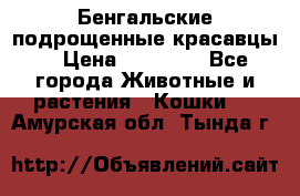 Бенгальские подрощенные красавцы. › Цена ­ 20 000 - Все города Животные и растения » Кошки   . Амурская обл.,Тында г.